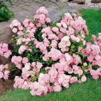 Shrub Roses